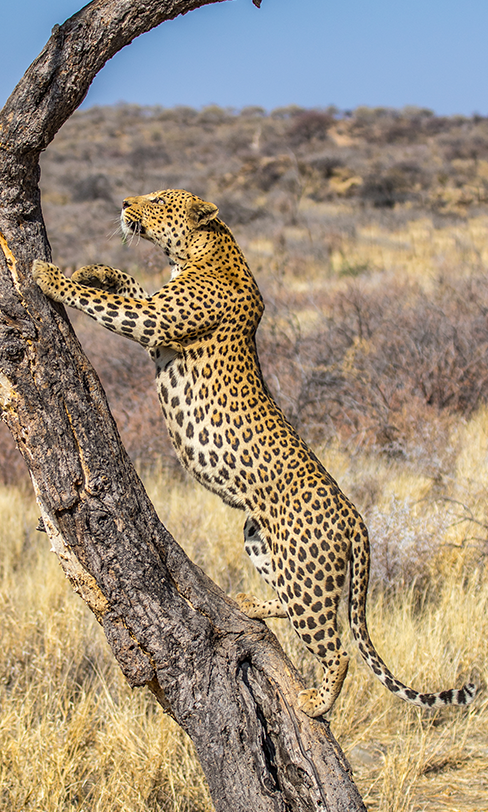 L'expérience inoubliable des safaris au Kenya